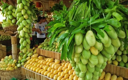 <p><strong>THRIVING.</strong> Mango production is expected to thrive in Guimaras province during this year’s prolonged dry season. The Provincial Office for Agricultural Services recorded around 2,628 hectares planted with rice, corn, and high-value crops that suffered from the dry spell in 2023, with losses valued at over PHP17.8 million, affecting 2,478 farmers.<em> (PNA file photo)</em></p>